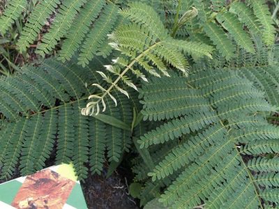 INOVESA_galeria_Consultoria_01