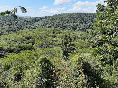 INOVESA_galeria_Preservacao_15