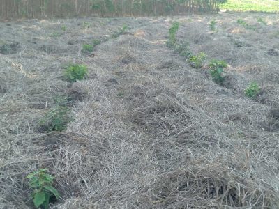 INOVESA_galeria_RestauracaoAmbiental_01