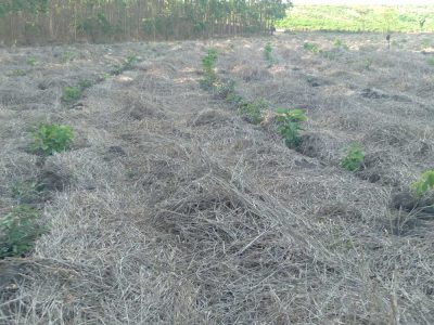 INOVESA_galeria_RestauracaoAmbiental_02