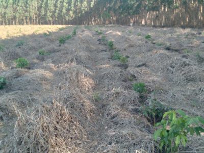 INOVESA_galeria_RestauracaoAmbiental_03