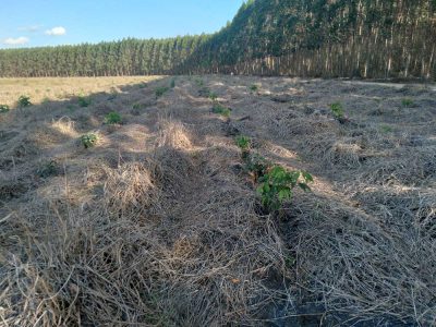 INOVESA_galeria_RestauracaoAmbiental_04