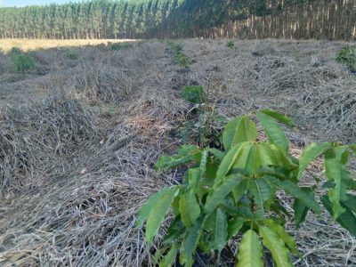 INOVESA_galeria_RestauracaoAmbiental_05