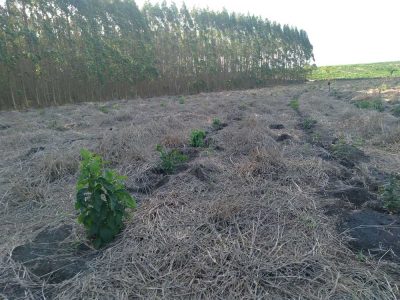 INOVESA_galeria_RestauracaoAmbiental_06