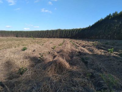 INOVESA_galeria_RestauracaoAmbiental_07