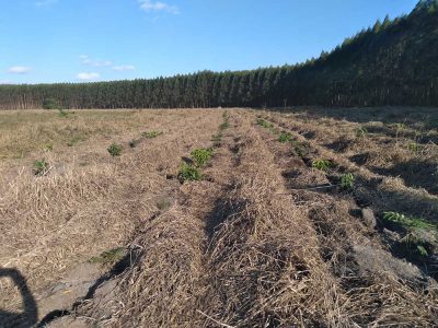 INOVESA_galeria_RestauracaoAmbiental_08