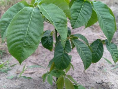 INOVESA_galeria_RestauracaoAmbiental_18