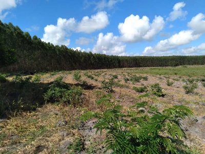 INOVESA_galeria_RestauracaoAmbiental_19