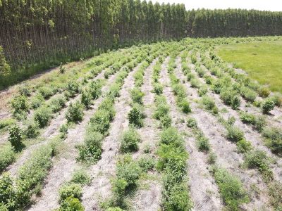 INOVESA_galeria_RestauracaoAmbiental_20