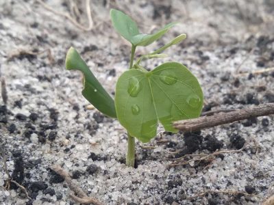 INOVESA_galeria_RestauracaoAmbiental_22