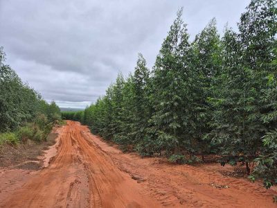 INOVESA_galeria_Silvicultura_01