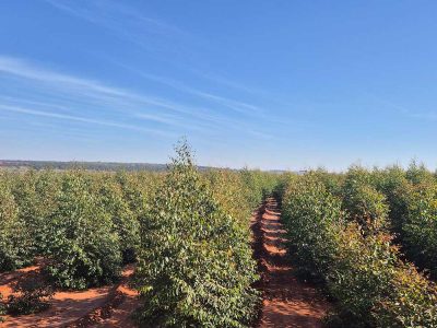 INOVESA_galeria_Silvicultura_02