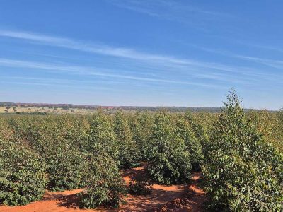 INOVESA_galeria_Silvicultura_04