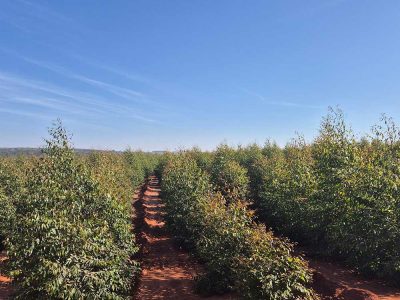 INOVESA_galeria_Silvicultura_05