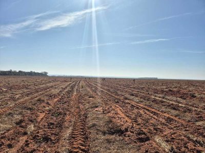 INOVESA_galeria_Silvicultura_07