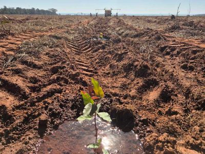 INOVESA_galeria_Silvicultura_10