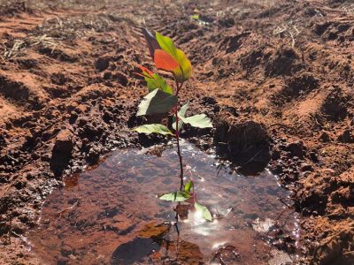 INOVESA_galeria_Silvicultura_11