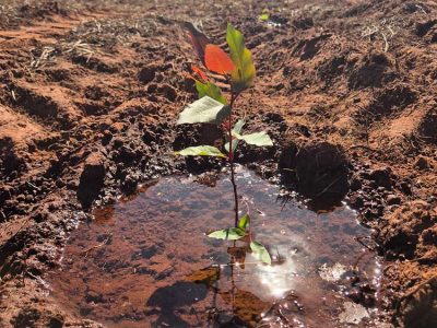 INOVESA_galeria_Silvicultura_12