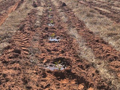 INOVESA_galeria_Silvicultura_13