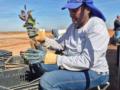 INOVESA_galeria_Silvicultura_14