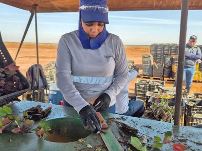 INOVESA_galeria_Silvicultura_15