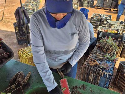 INOVESA_galeria_Silvicultura_16