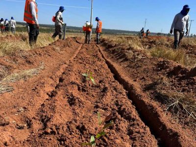 INOVESA_galeria_Silvicultura_27