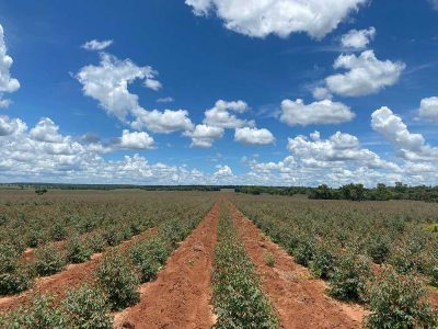 INOVESA_galeria_Silvicultura_28