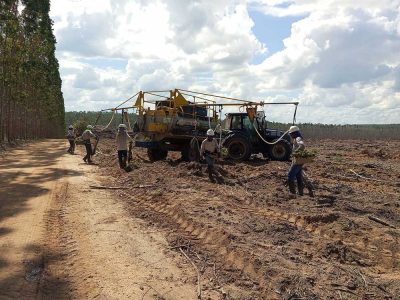 INOVESA_galeria_Silvicultura_33